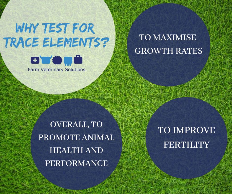 Do You Know The Trace Element Status Of Your Livestock Farm Vet 